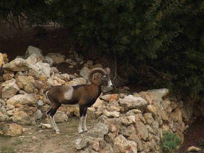 Will the placement of the fence in Zannone cause problems to other animal species?