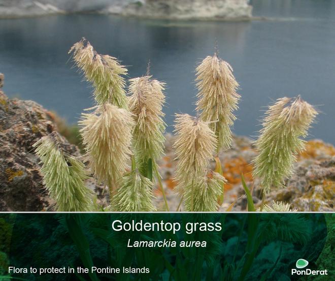 Flora to protect in the Pontine Islands - Goldentop grass