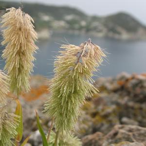 Goldentop grass in Ponza (Foto di Gianluca Nicolella)