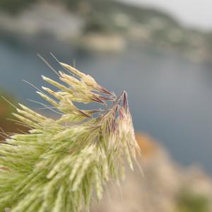 Goldentop grass in Ponza (Foto di Gianluca Nicolella)