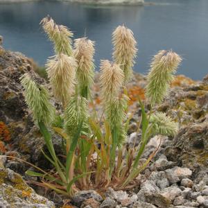 Goldentop grass in Ponza (Foto di Gianluca Nicolella)