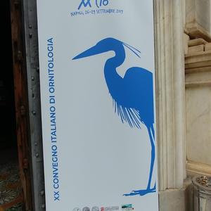 XX Convegno Italiano di Ornitologia  (Foto Carmen Biondo)
