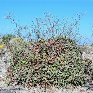 Limonium pandatariae (Photo Raffaella Frondoni)