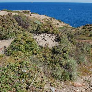 Limonium pandatariae - Ventotene (Photo: Raffaella Frondoni)