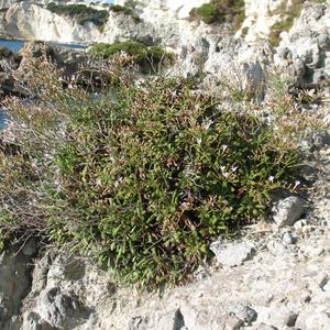 Limonium pontium (Photo: Gianluca Nicolella)