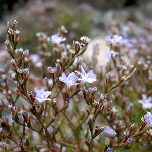 Limonium pontium (Photo: Gianluca Nicolella)