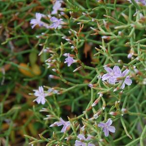 Limonium pandatariae (Photo Emanuela Carli)