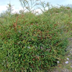 Limonium pandatariae (Photo Emanuela Carli)